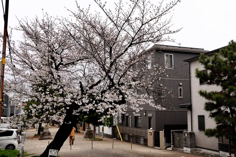 Sakura di jalan masuk